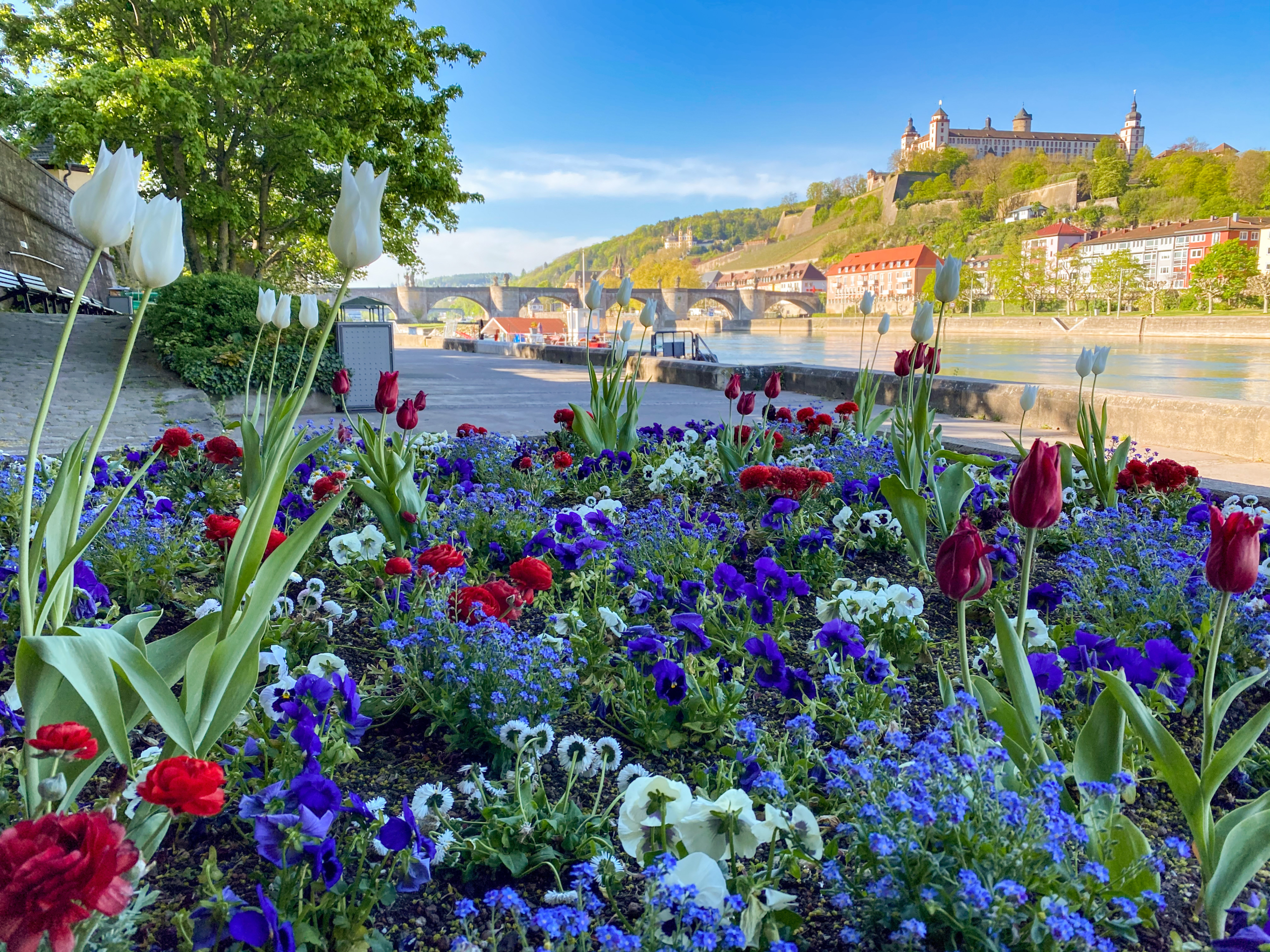 Würzburg_Alte Mainbrücke_Festung Marienberg © Björn Rudek Frühlingshaftes Blütenmeer entlang des Mains mit Blick auf die Alte Mainbrücke und die Festung Marienberg.